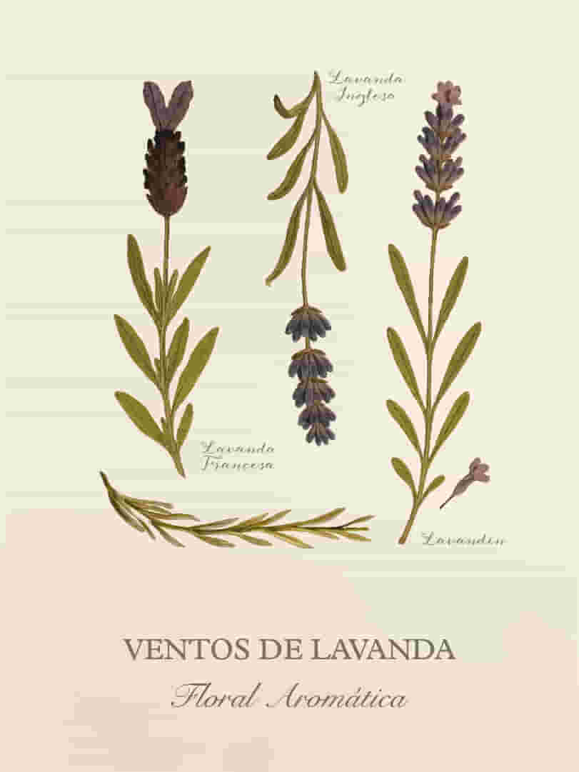 Ventos -Cards-Perfumaria-pessoal-E-commerce-05